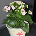 Prázdninový dům Jolie Maison Terrasse Et Idealement Situee *